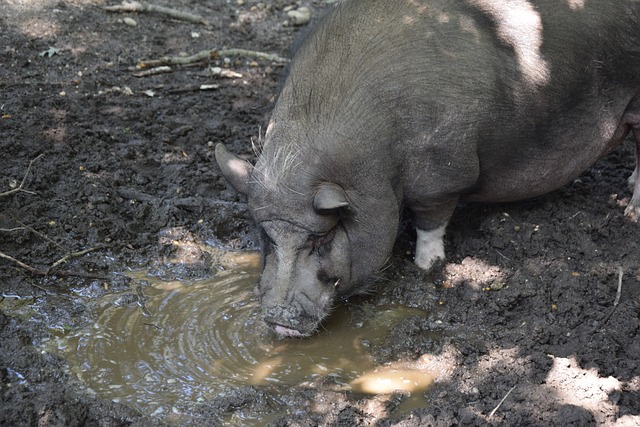 其超级联赛 其超级联赛